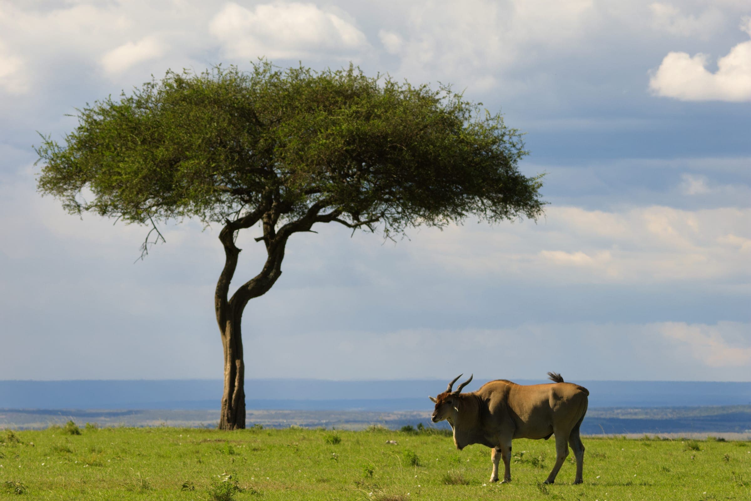 An eland grazing beneath a flat-topped acacia on open grassland under a wide sky