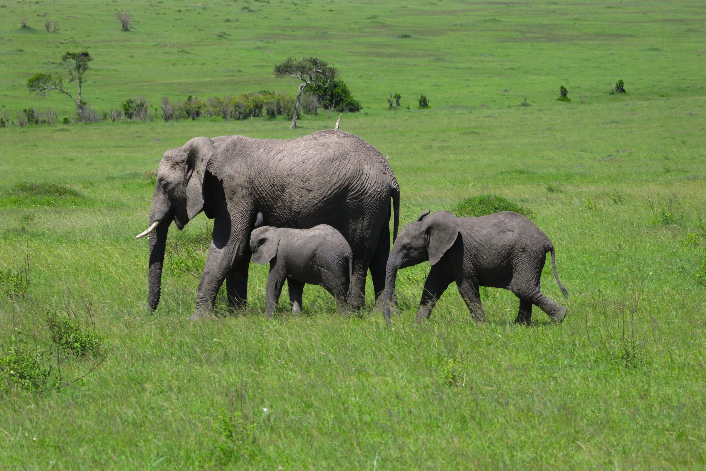 An elephant family with two calves crossing green grassland