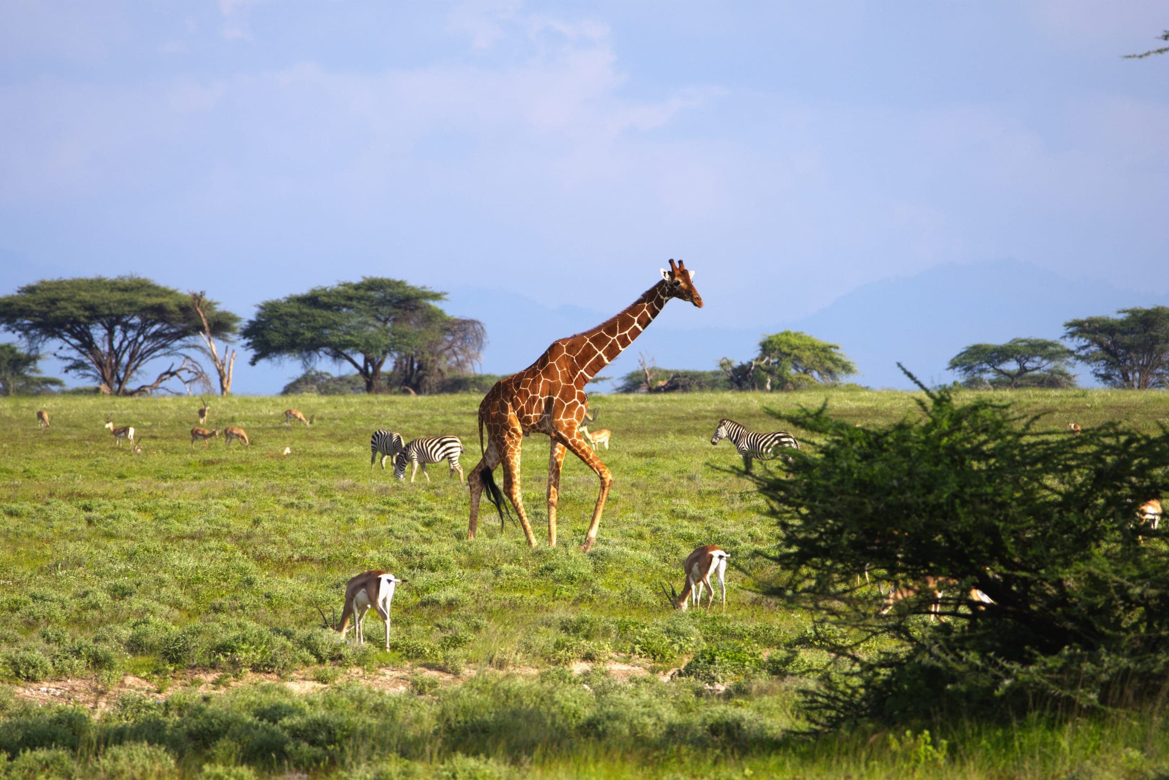 A giraffe walking across grassland dotted with acacia trees, with gazelle nearby