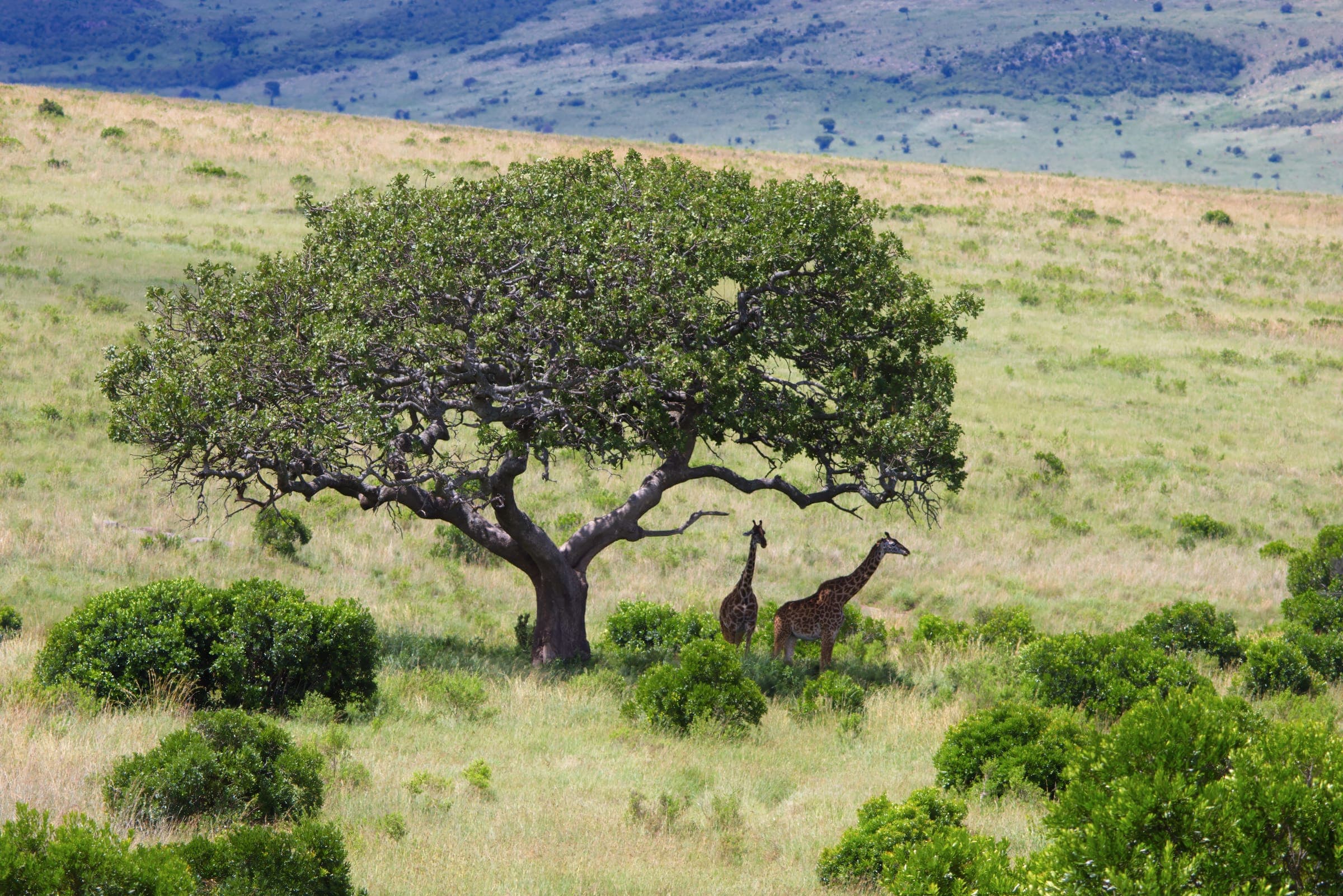 Two giraffes beneath a spreading tree on a green hillside