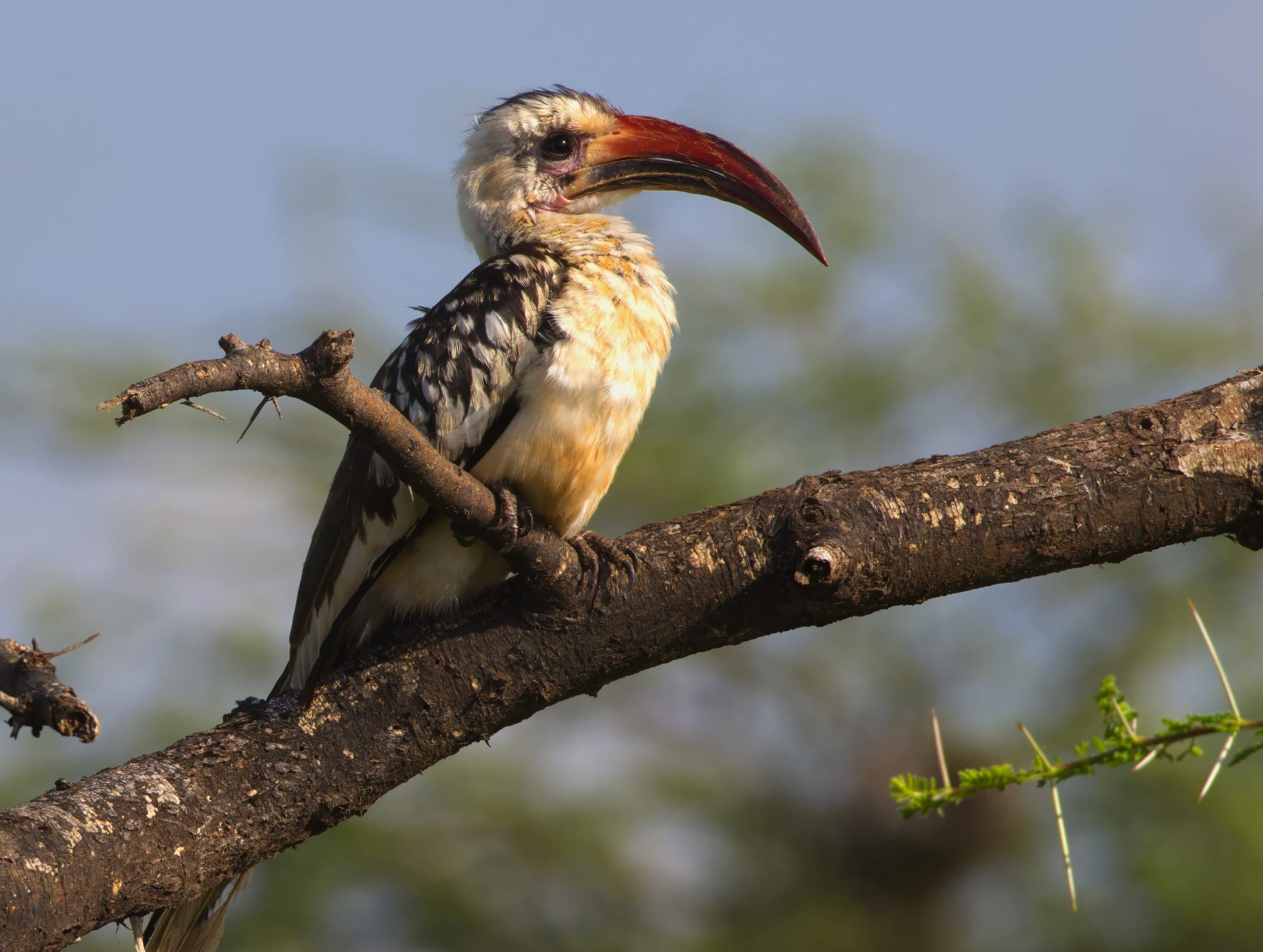A hornbill perched on an acacia branch
