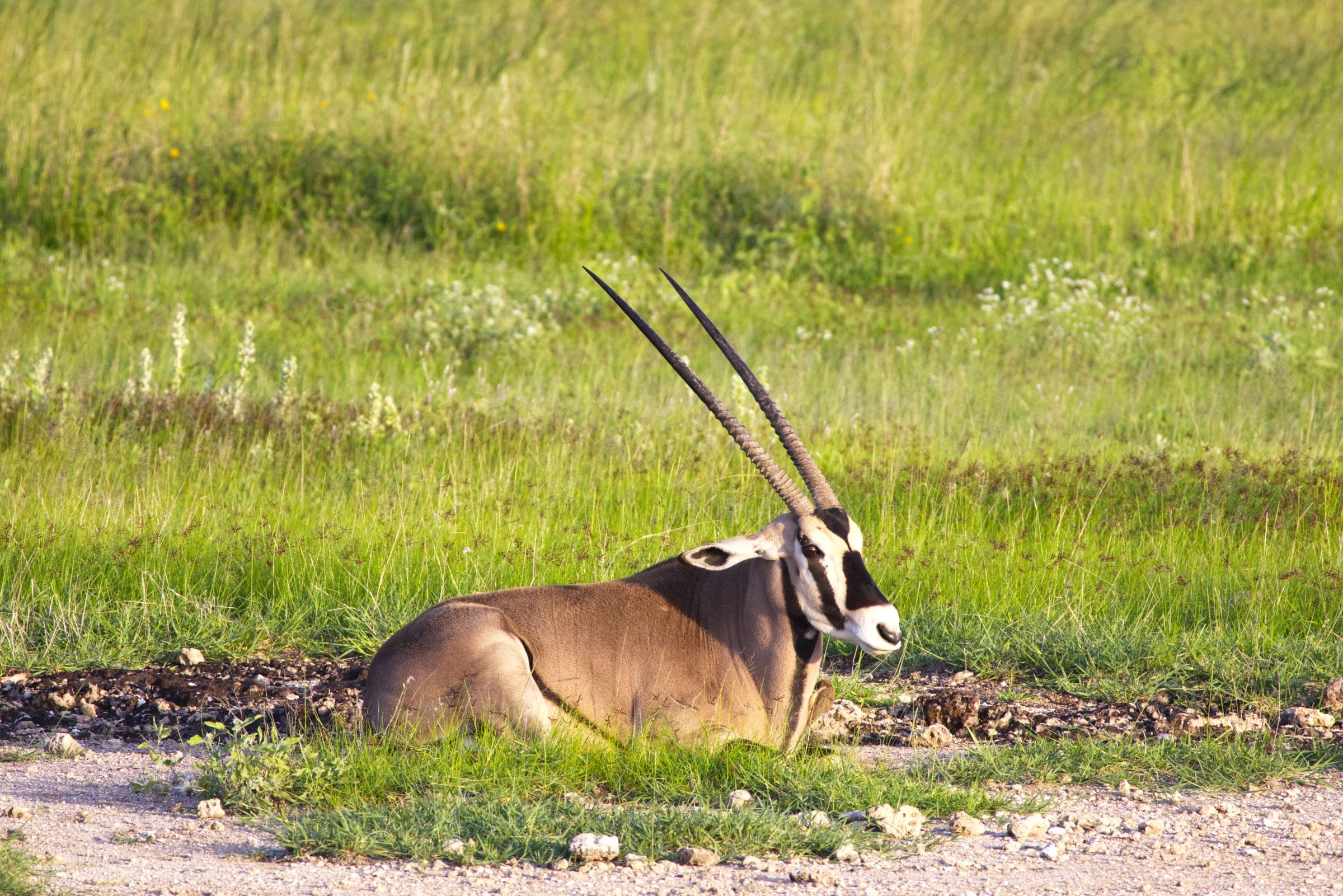 An oryx resting in green grass beside a track