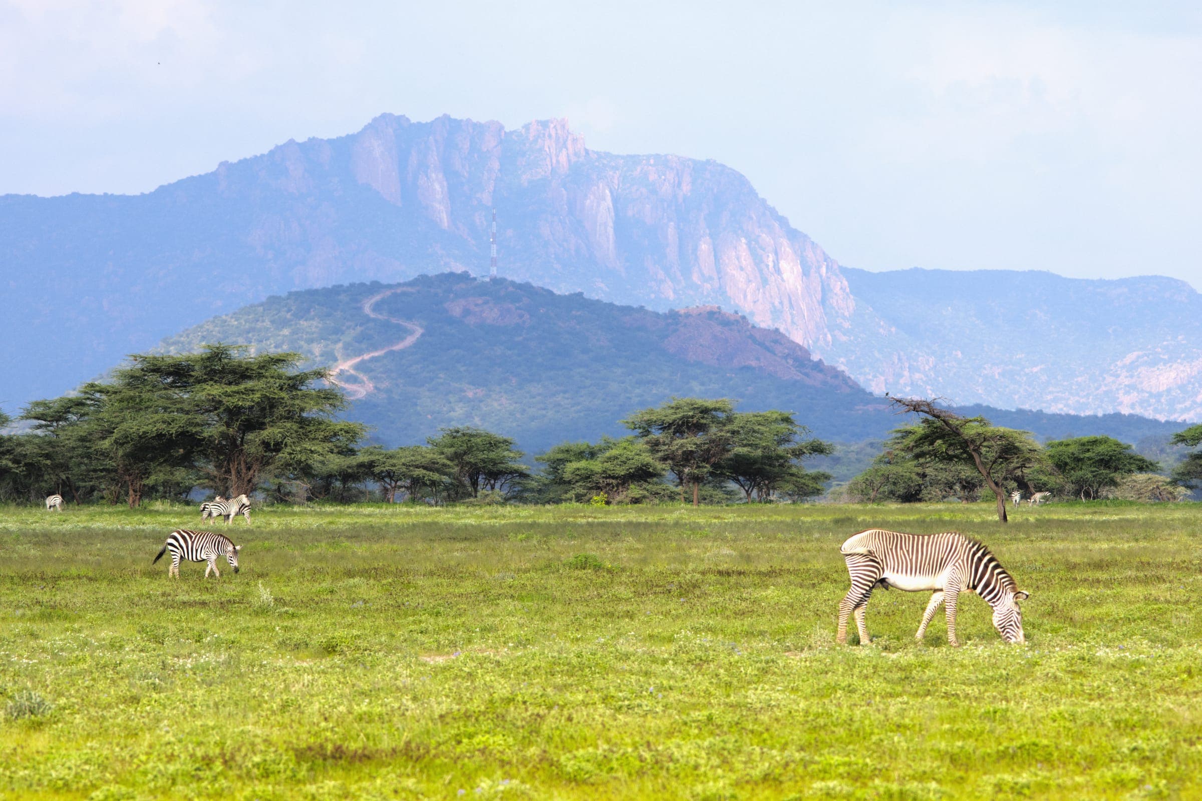 A zebra on open grassland below a rocky mountain in Kenya